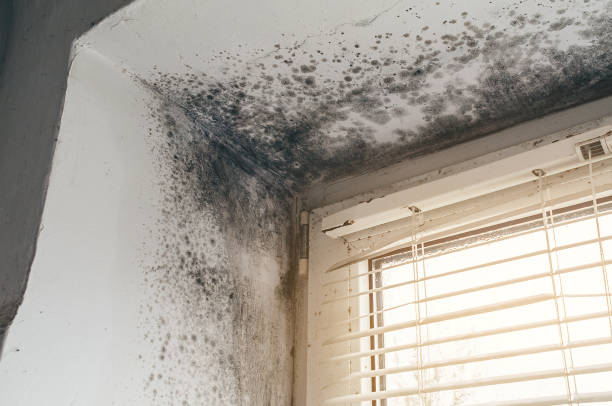 Affordable Mold Cleanup solutions in Woodbury, NY